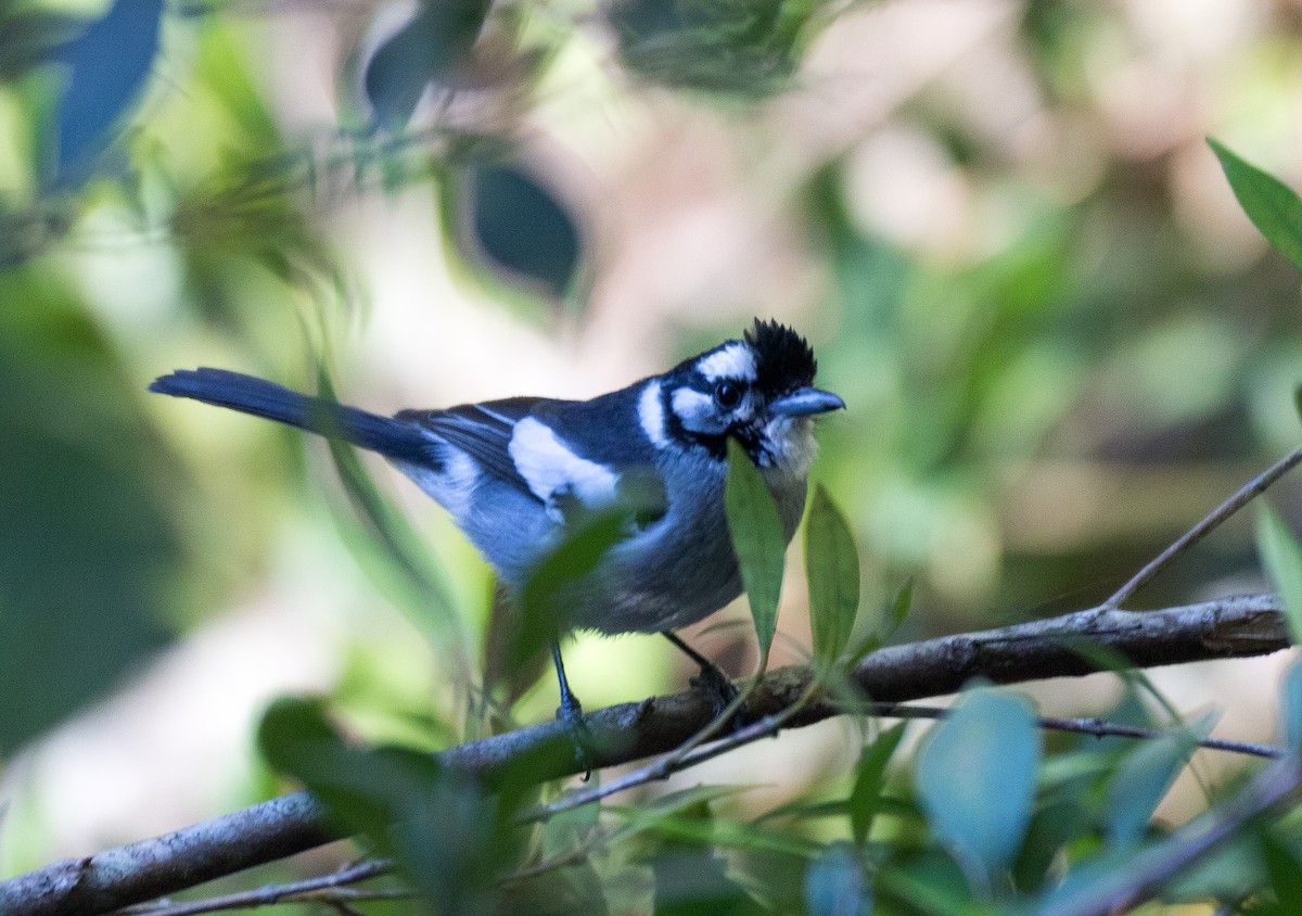 White-eared Monarch - ML177185181