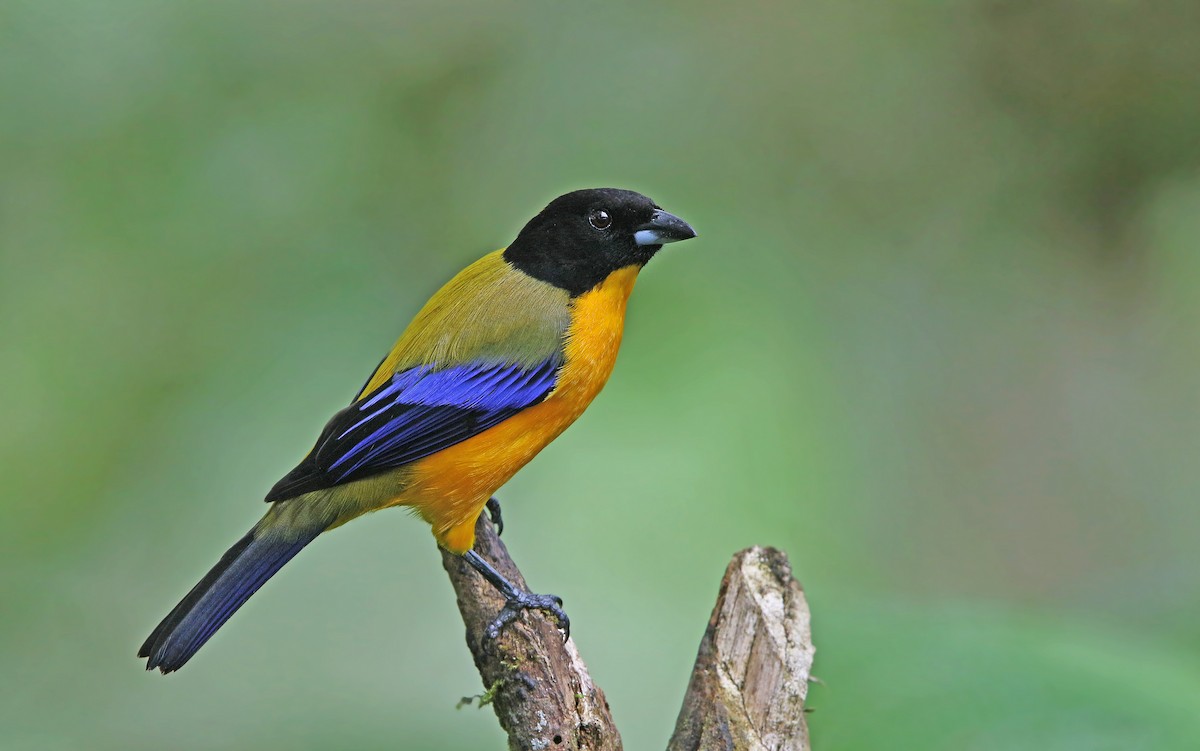 Black-chinned Mountain Tanager - Christoph Moning