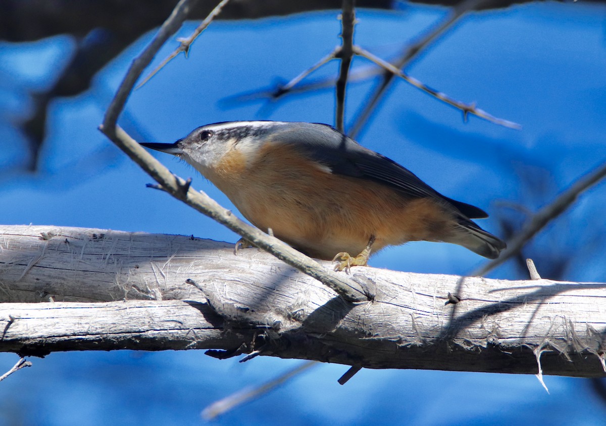 Red-breasted Nuthatch - ML177187881