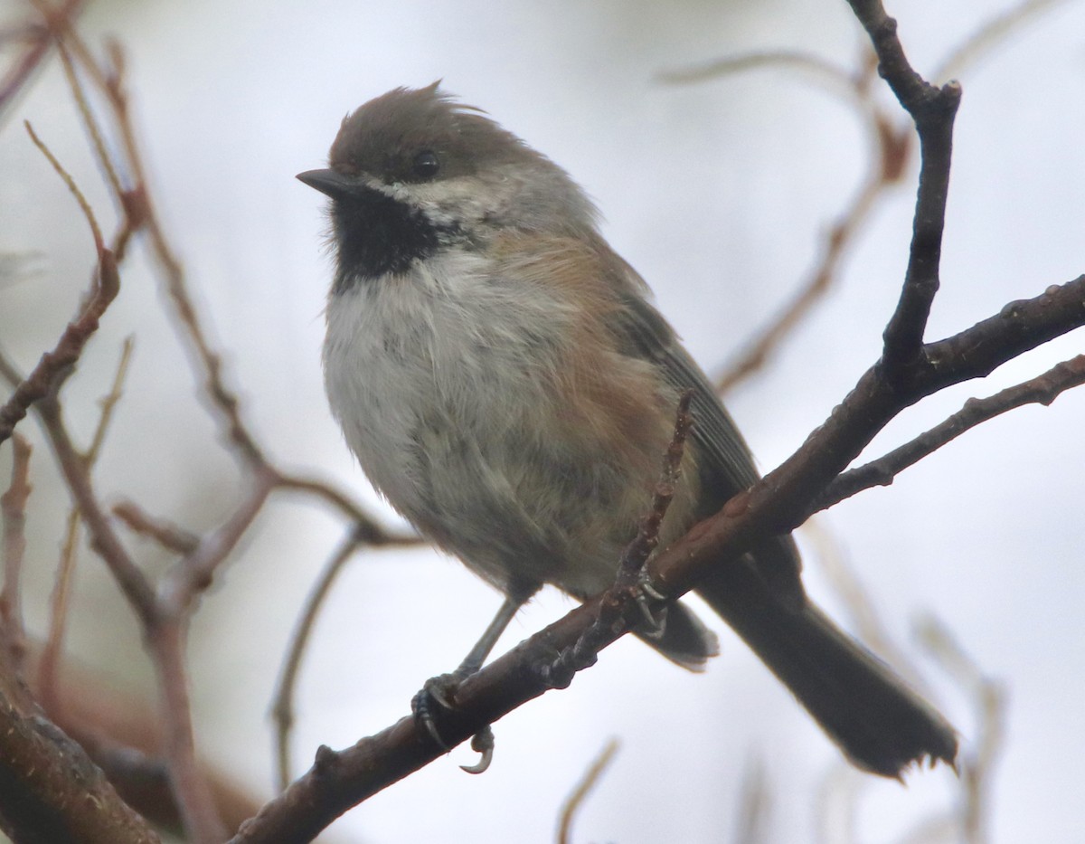 Boreal Chickadee - john tuach