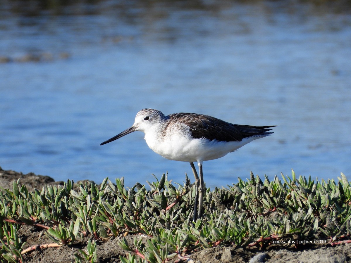 Common Greenshank - ML177190301