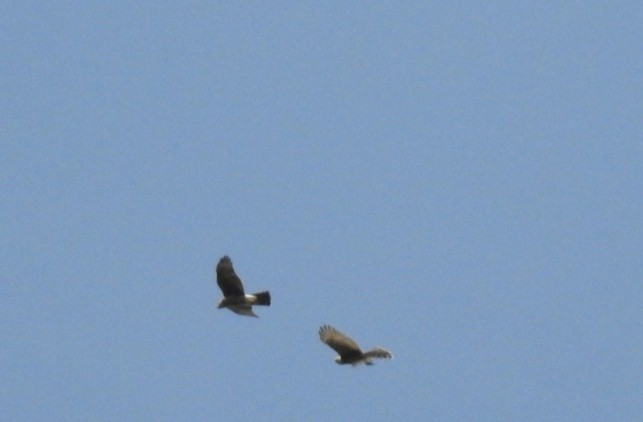 Eurasian Sparrowhawk - Jon Iratzagorria Garay