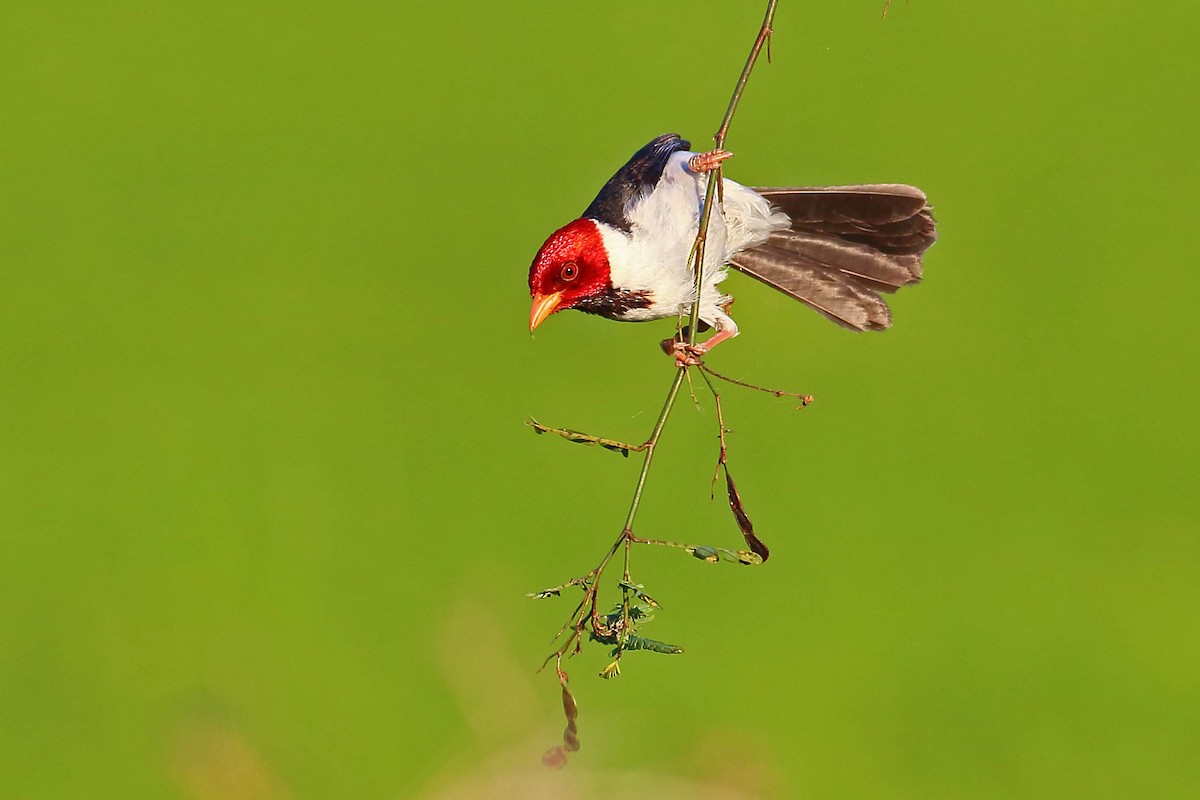 Yellow-billed Cardinal - ML177193751