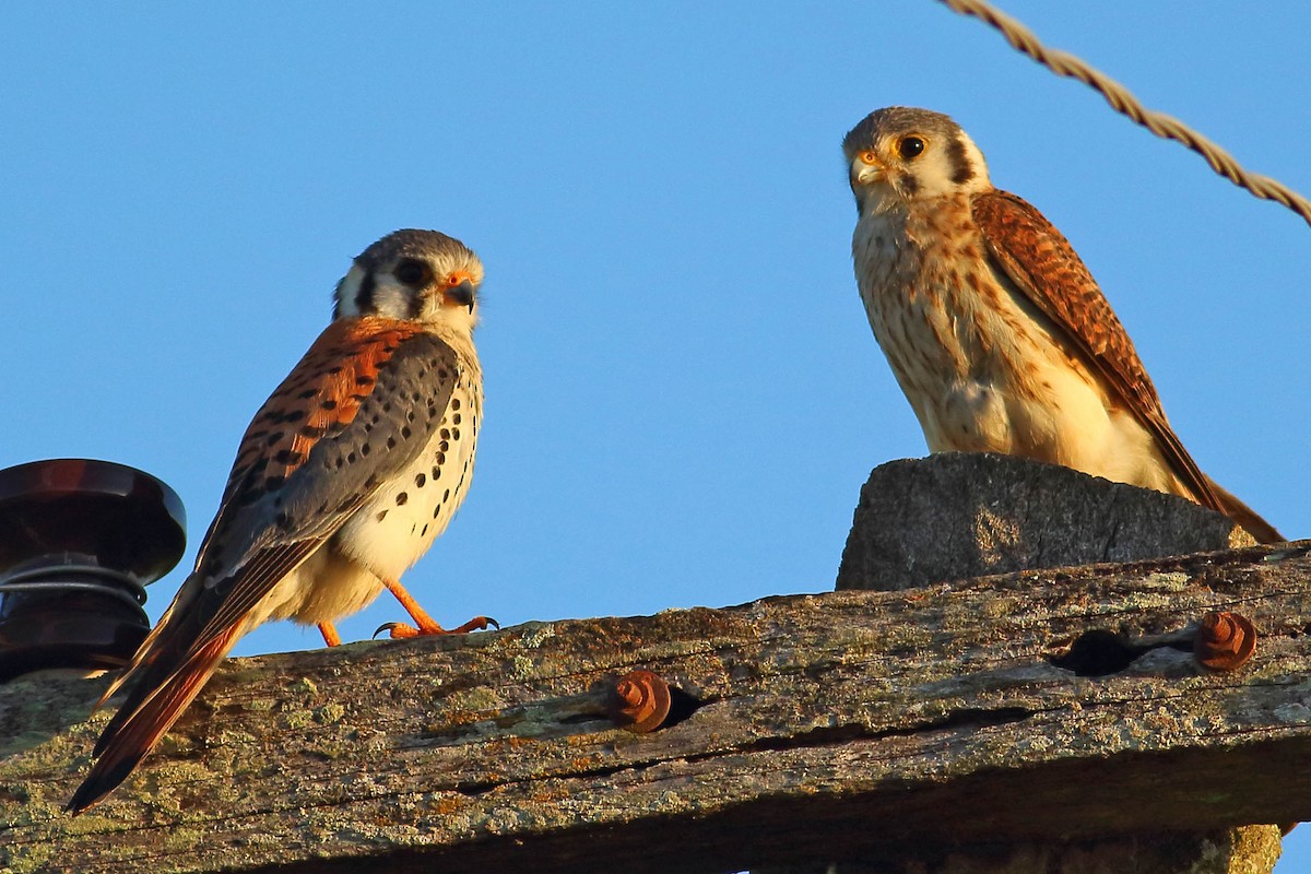 American Kestrel - ML177193761