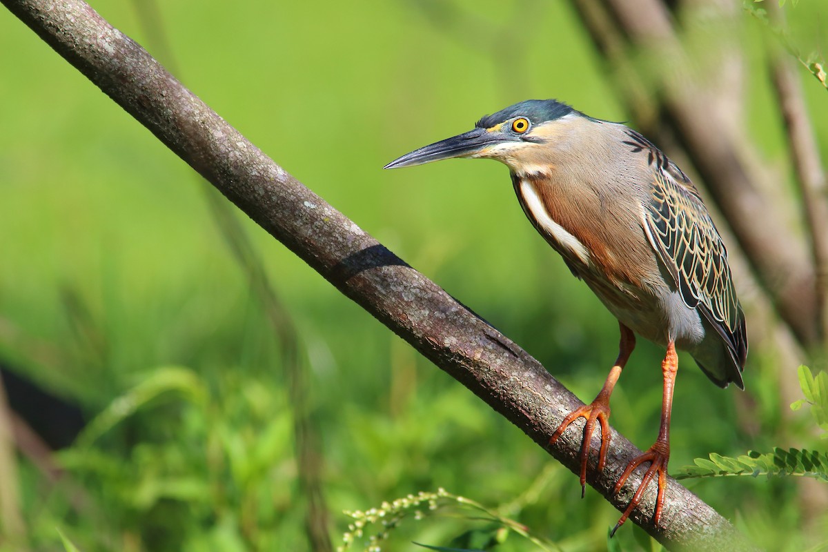 Striated Heron - ML177193771