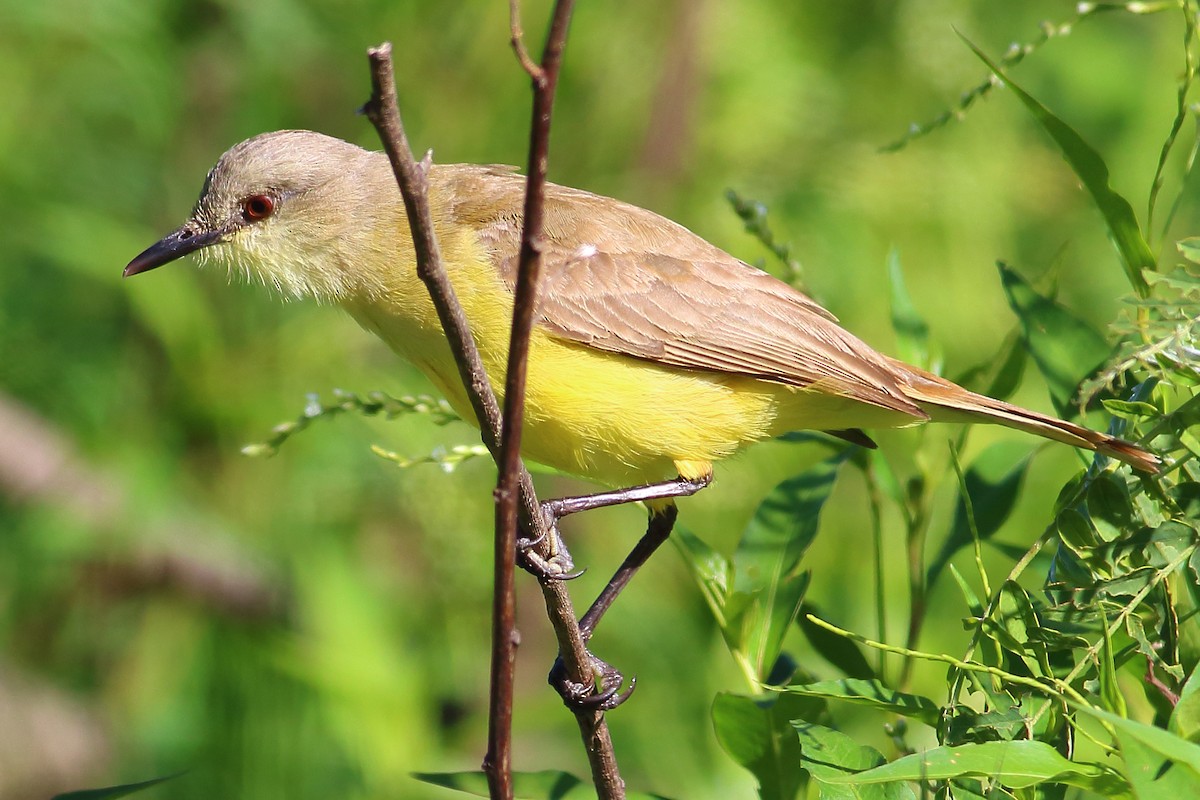 Cattle Tyrant - ML177193781