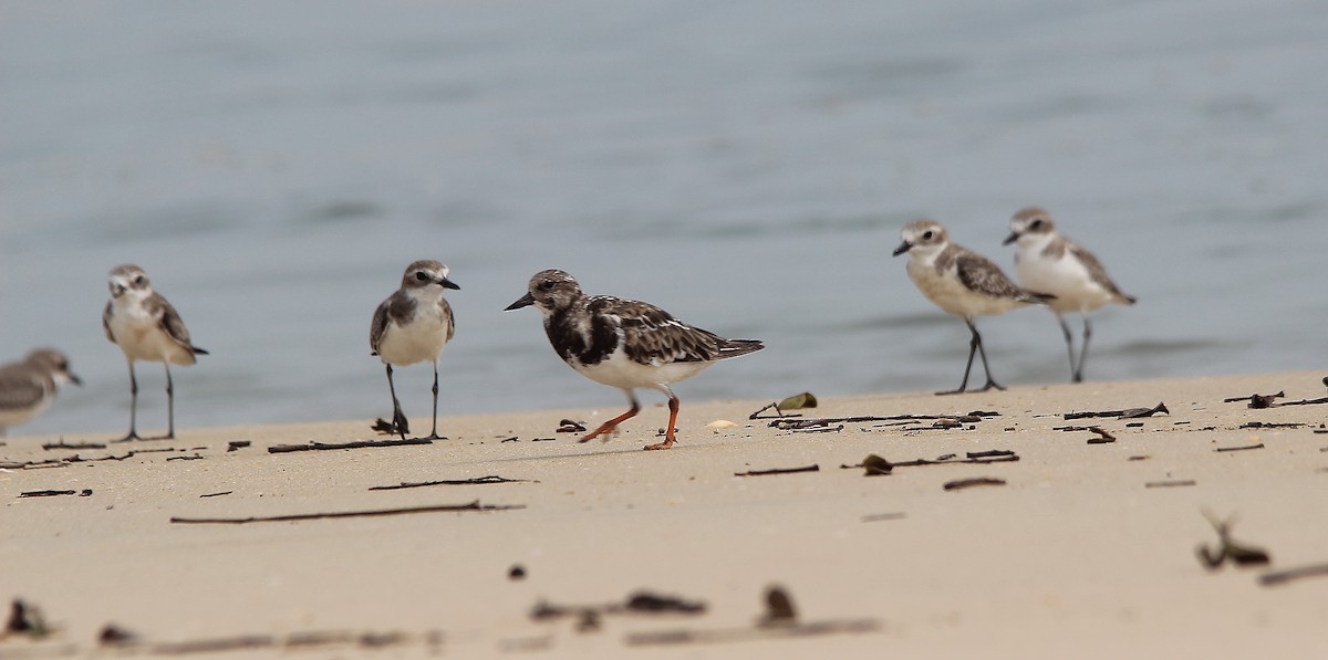 Ruddy Turnstone - ML177193861