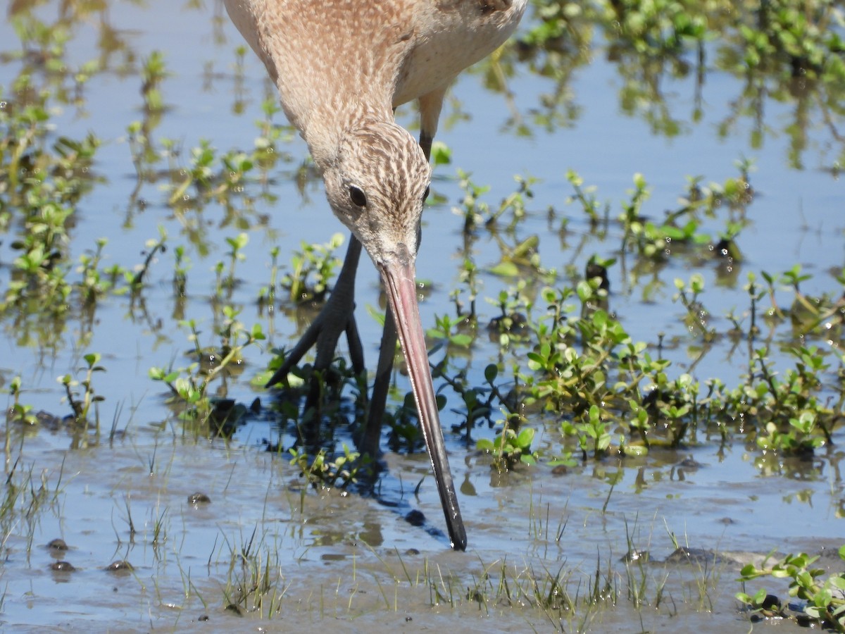 Marbled Godwit - ML177194001