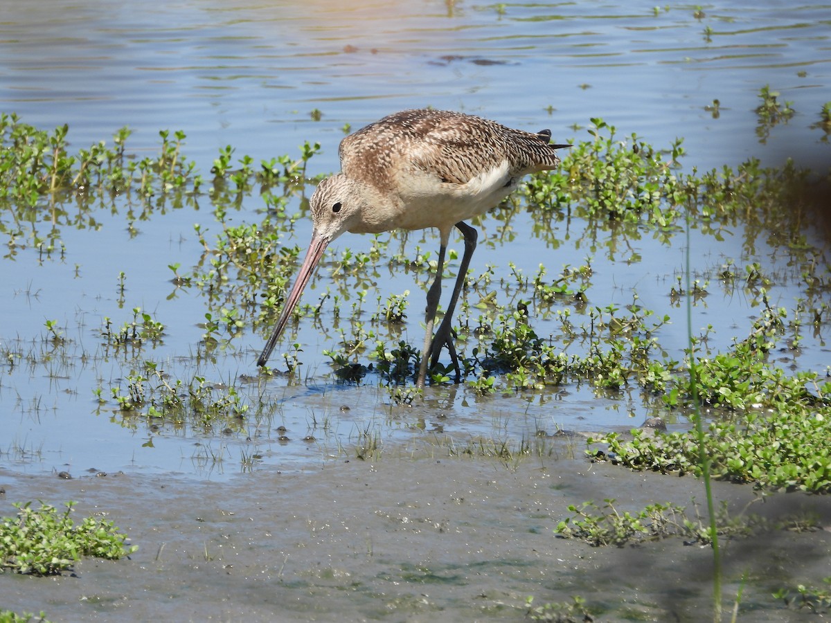 Marbled Godwit - ML177194021