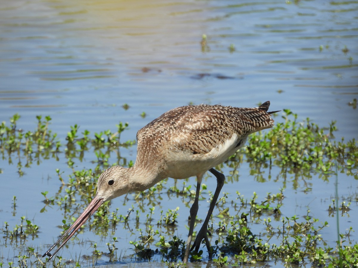 Marbled Godwit - ML177194031