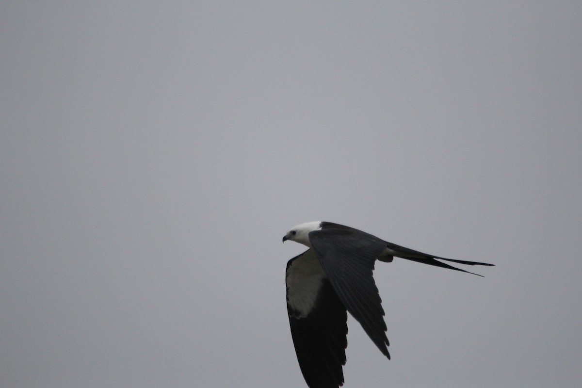 Swallow-tailed Kite - ML177194081