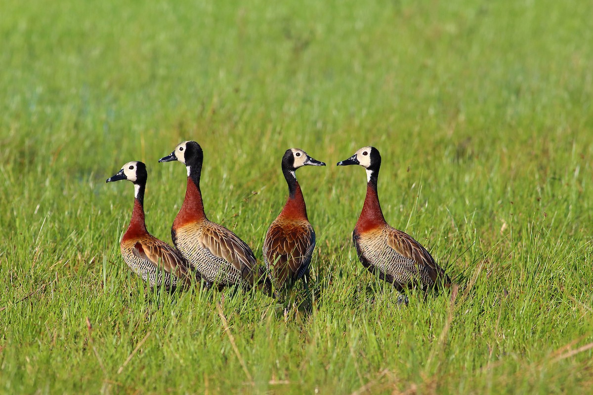 White-faced Whistling-Duck - ML177194301