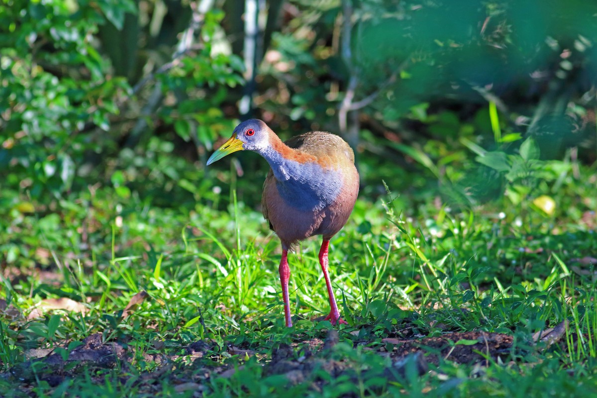 Giant Wood-Rail - ML177194331