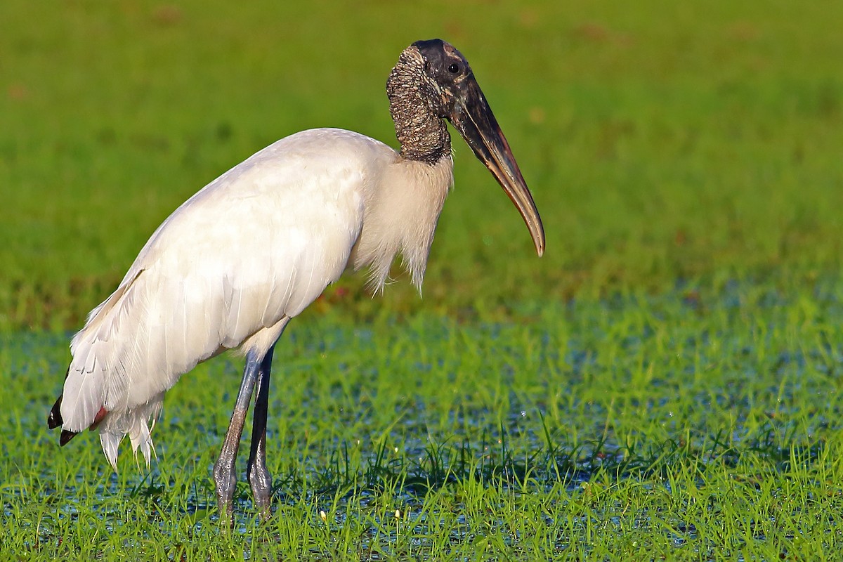 Wood Stork - ML177194371