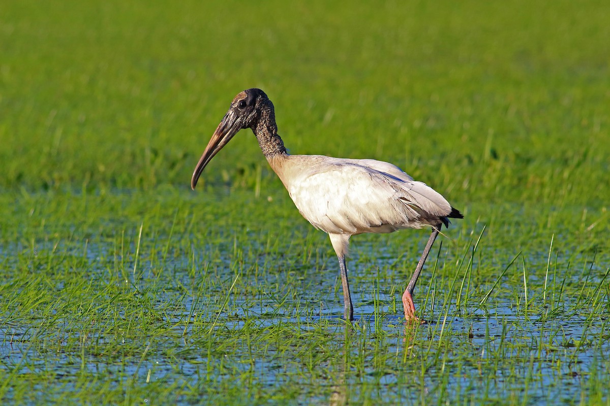 Wood Stork - ML177194381