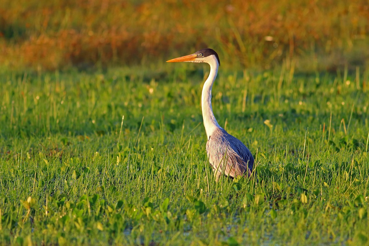 Cocoi Heron - ML177194391