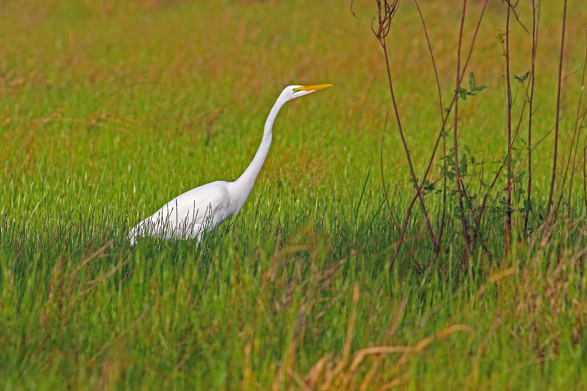 Great Egret - ML177194401