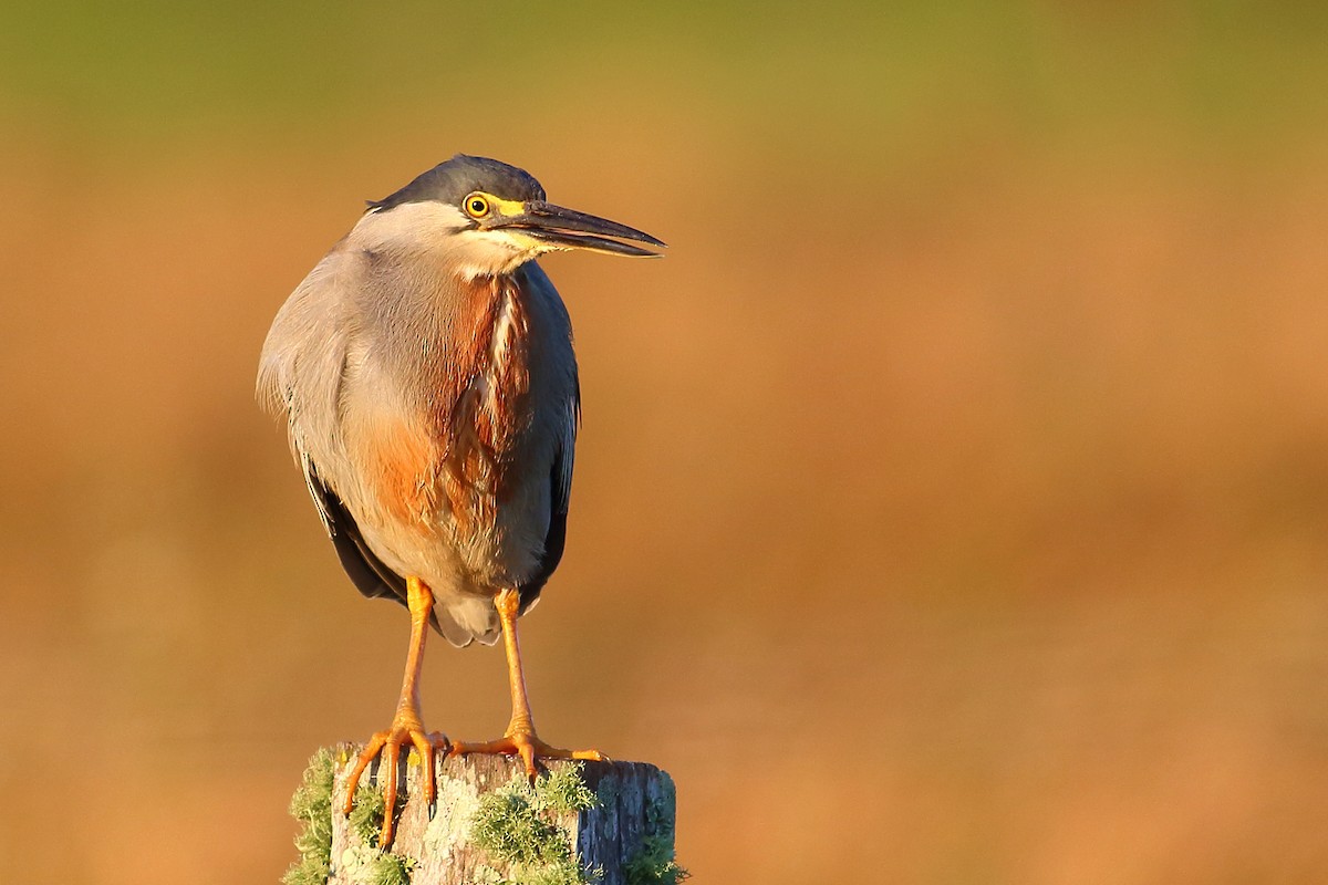 Striated Heron - ML177194411