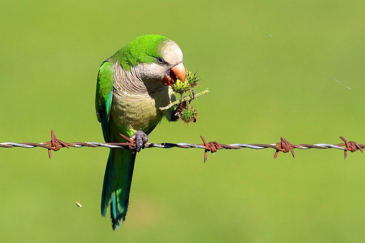 Monk Parakeet - ML177194431