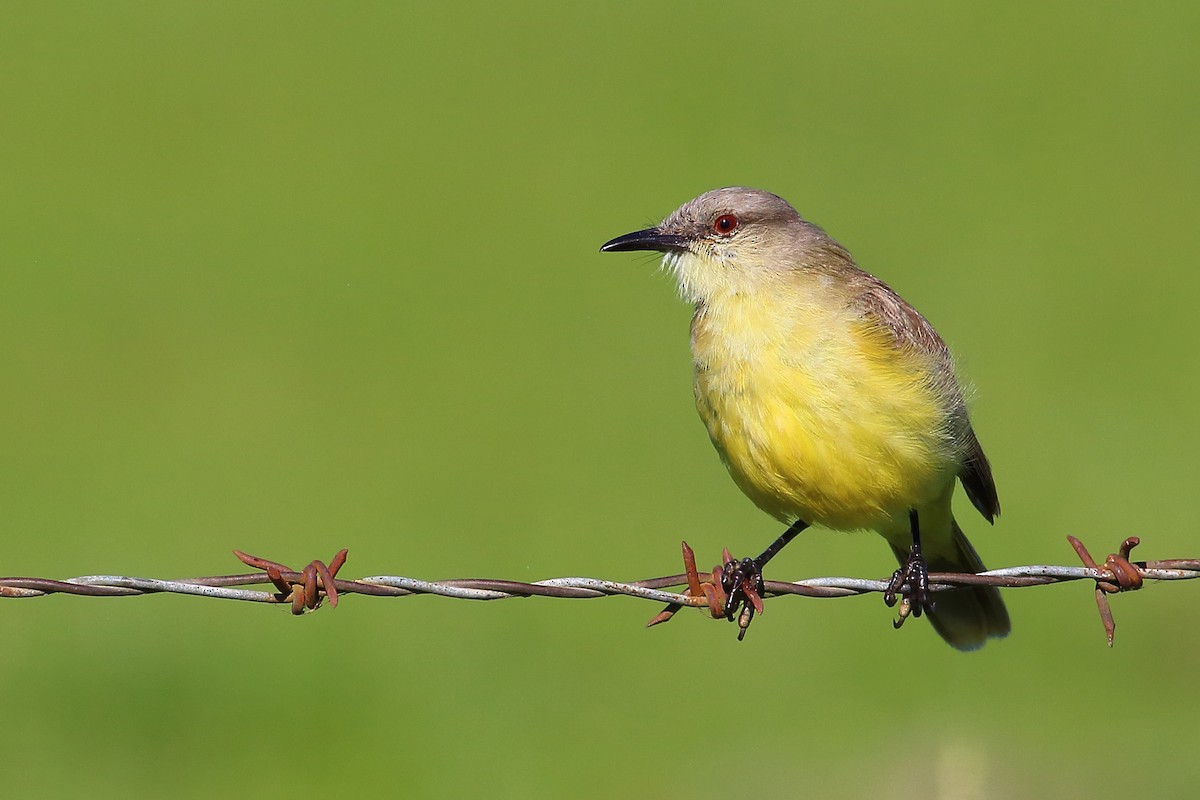 Cattle Tyrant - ML177194471