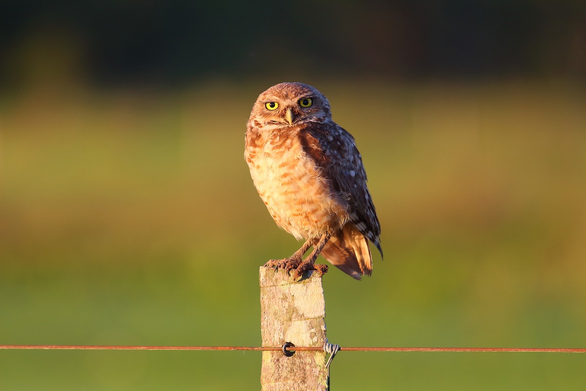 Burrowing Owl - ML177194491