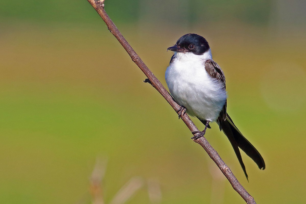 Fork-tailed Flycatcher - ML177194521