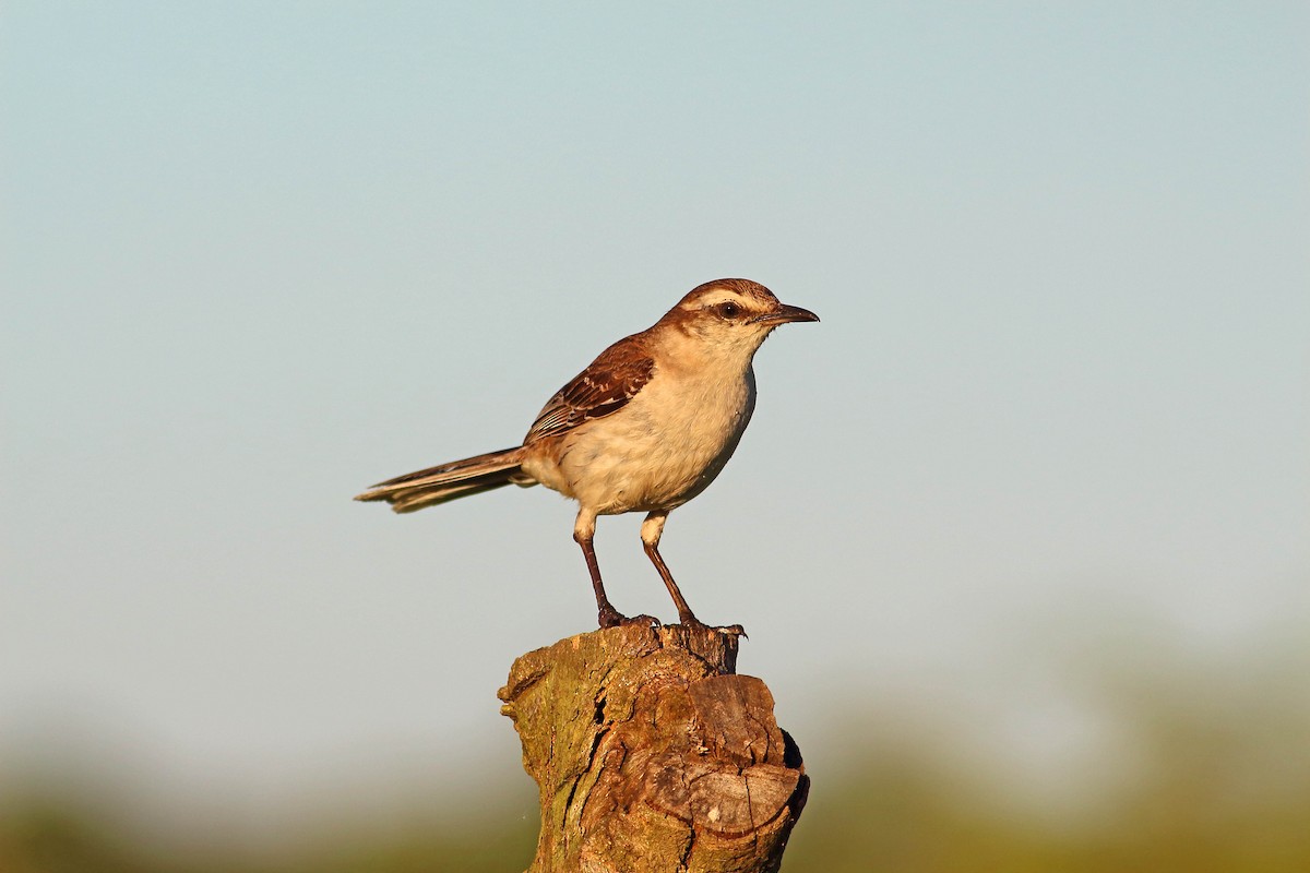 Chalk-browed Mockingbird - ML177194541