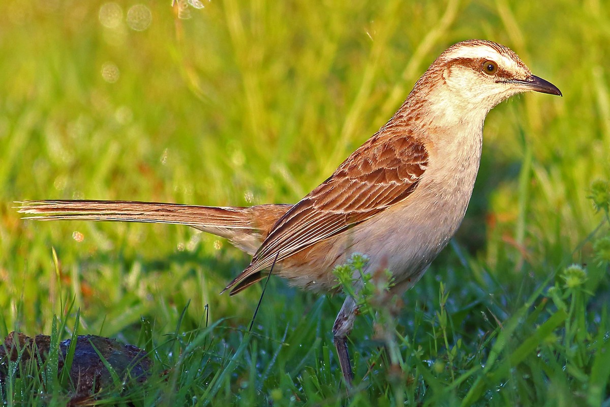 Chalk-browed Mockingbird - ML177194551