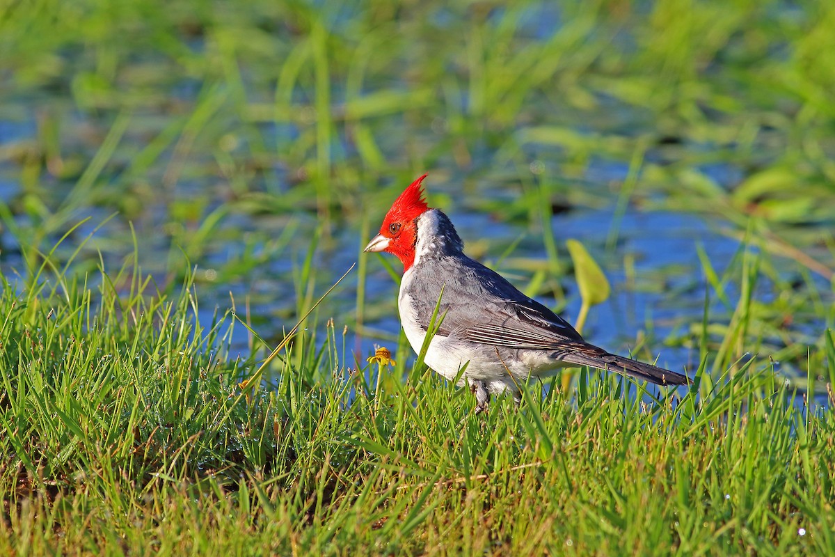 Red-crested Cardinal - Ignasi Torre