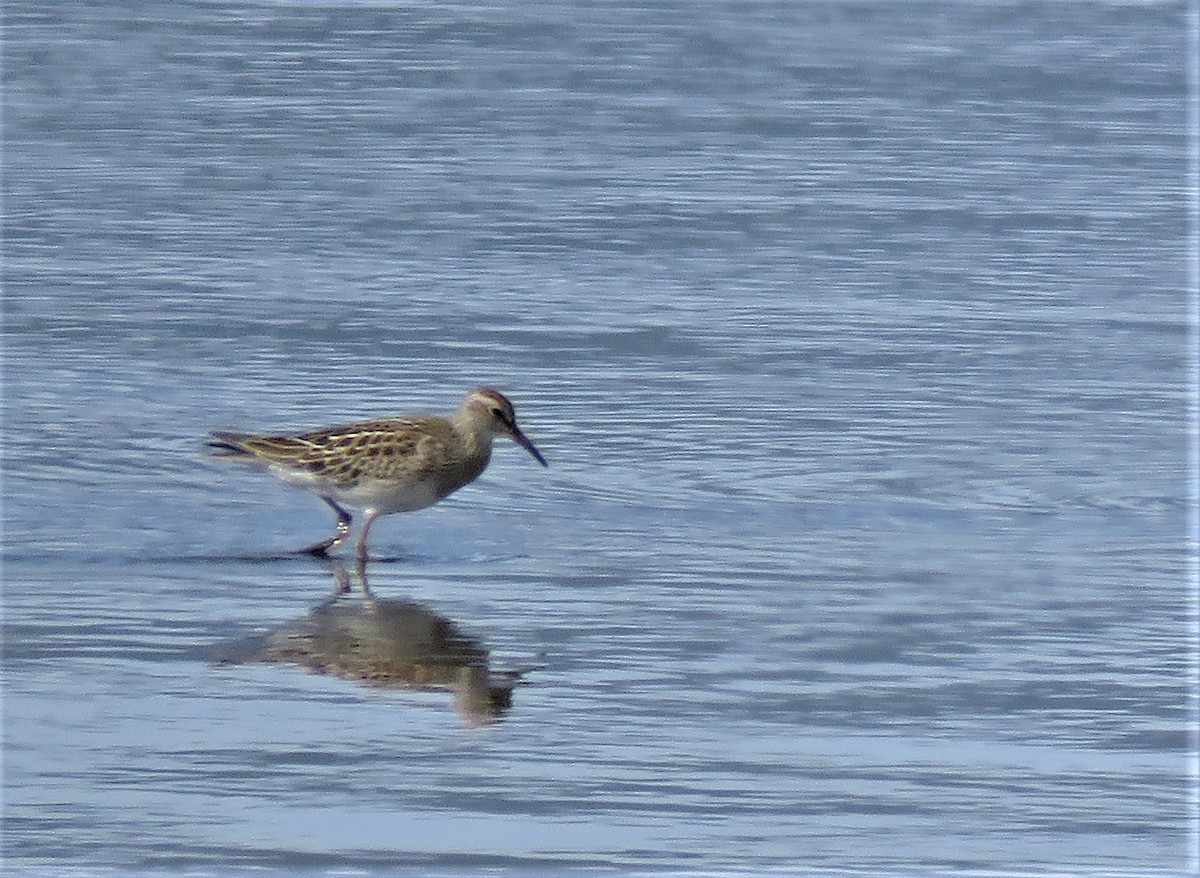 Pectoral Sandpiper - ML177194571