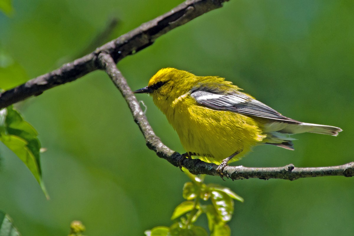 Blue-winged Warbler - Rob Dickerson