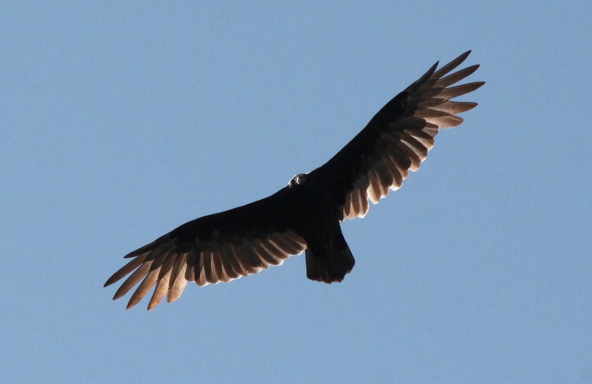 Turkey Vulture - ML177194841