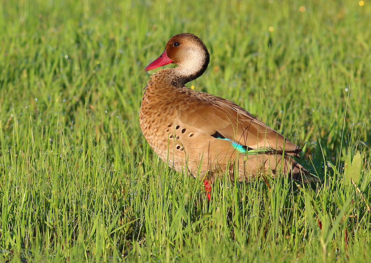 Brazilian Teal - ML177195001