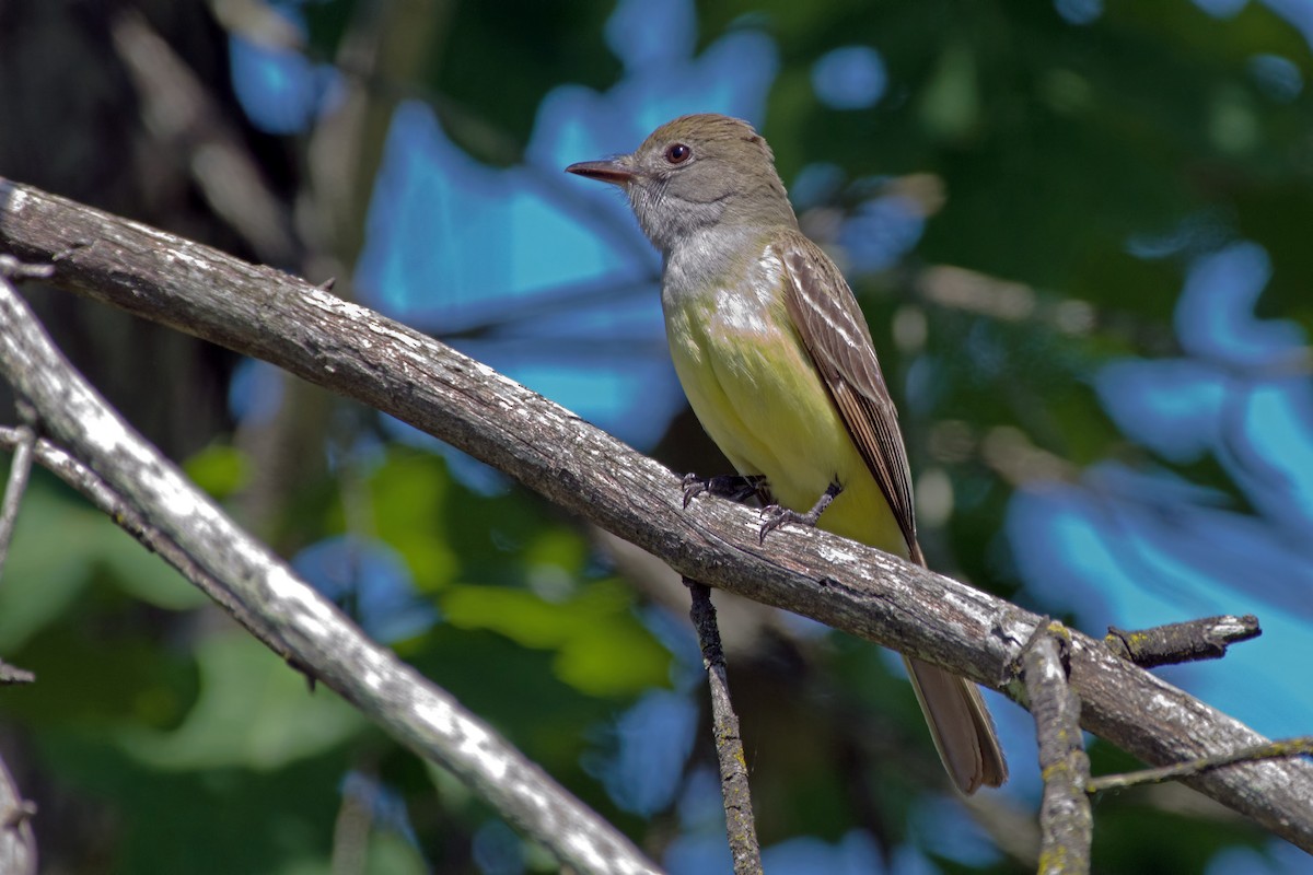 Great Crested Flycatcher - ML177195011