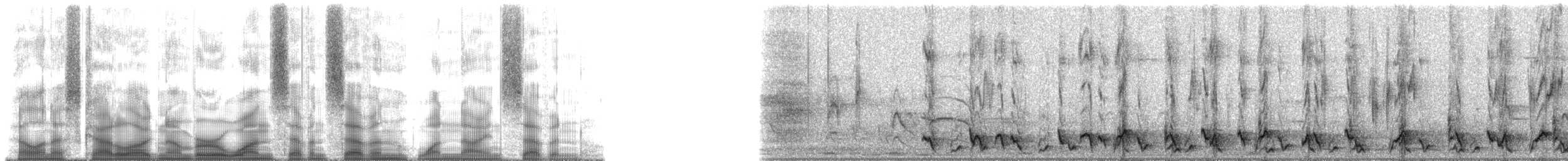 Troglodyte bicolore - ML177197