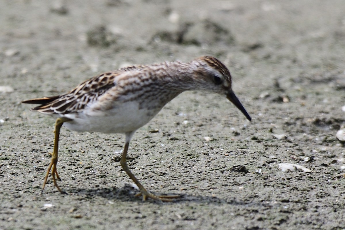 langtåsnipe - ML177197561