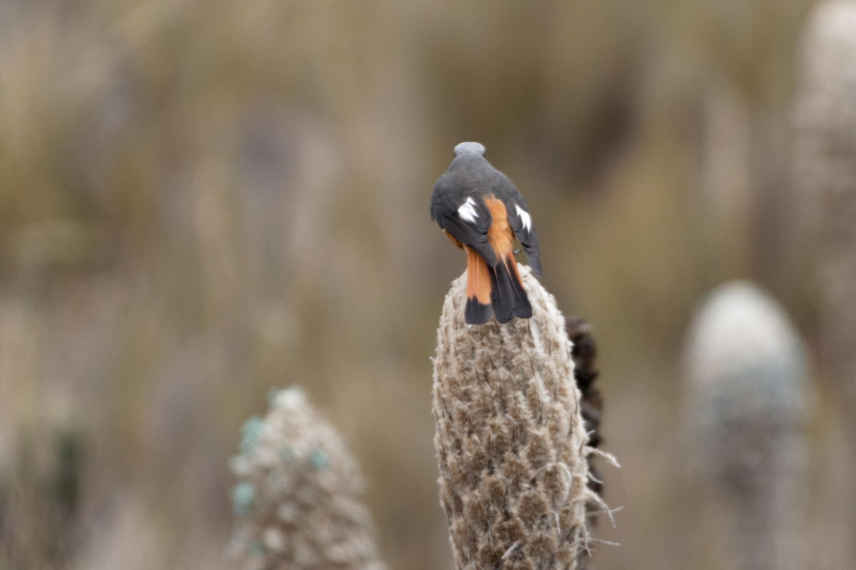 Red-rumped Bush-Tyrant - ML177198091