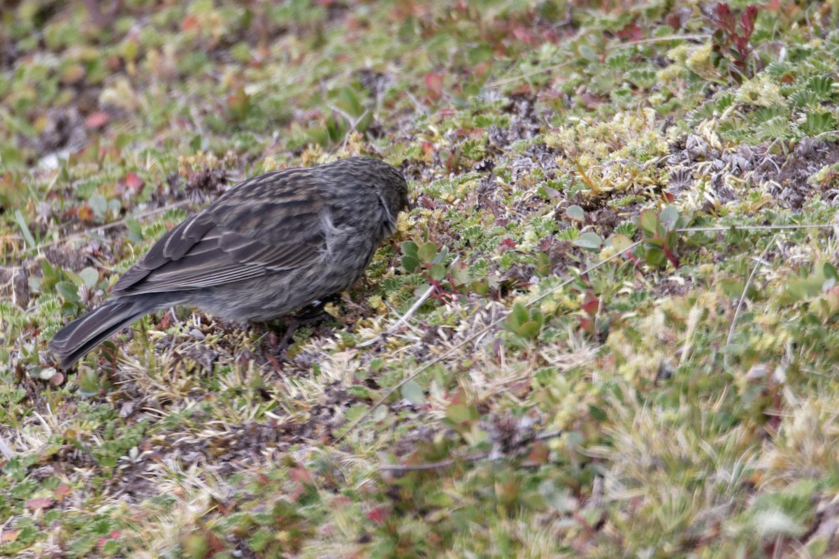 Plumbeous Sierra Finch - ML177198661