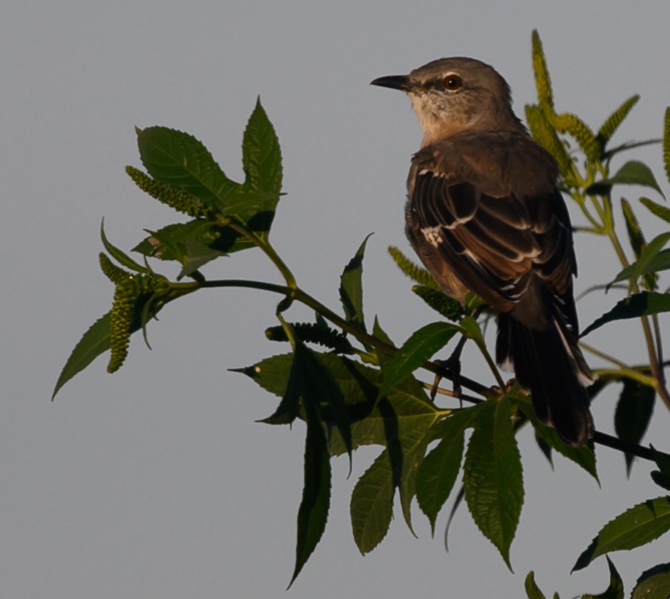 Northern Mockingbird - ML177199391