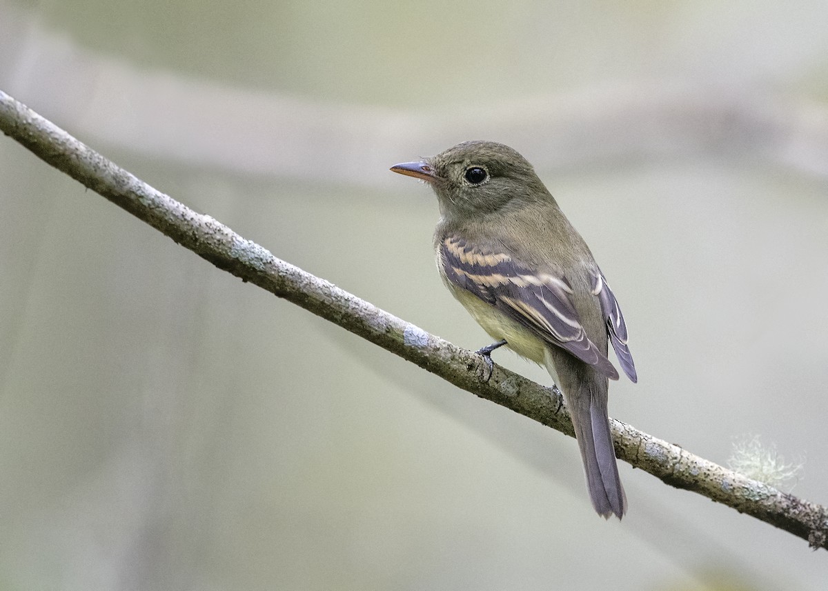 Acadian Flycatcher - ML177199961