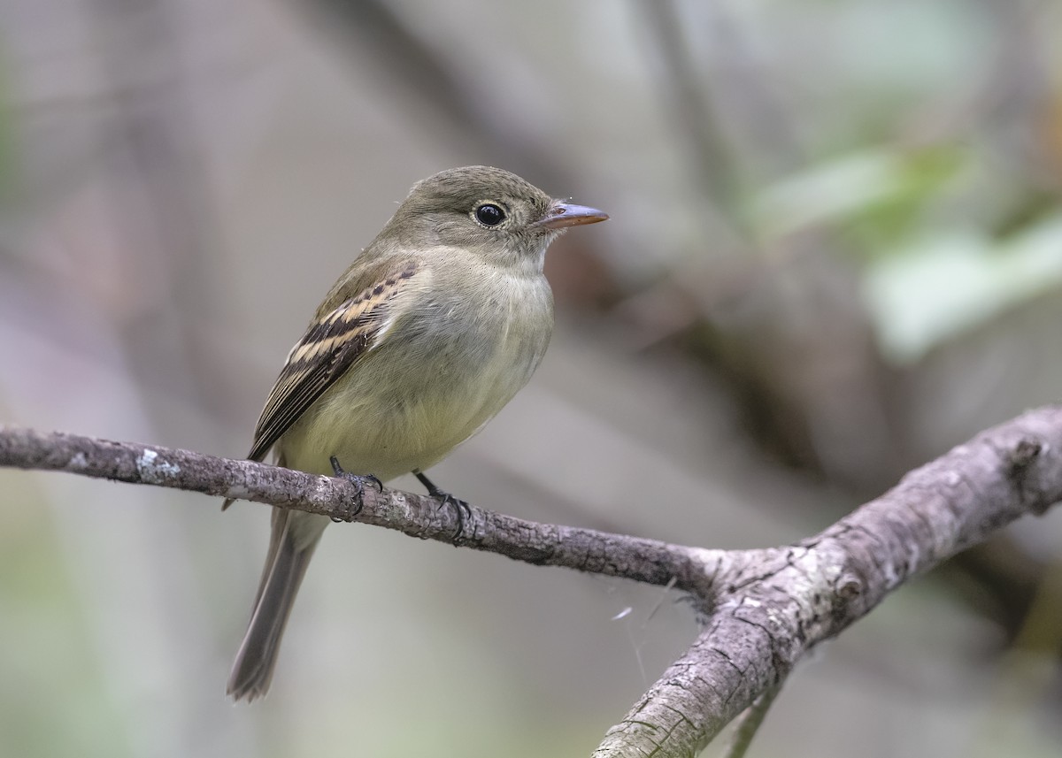 Acadian Flycatcher - ML177199971