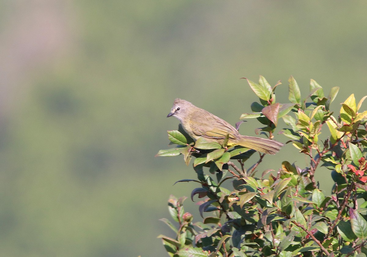 Bulbul flavescent - ML177200201