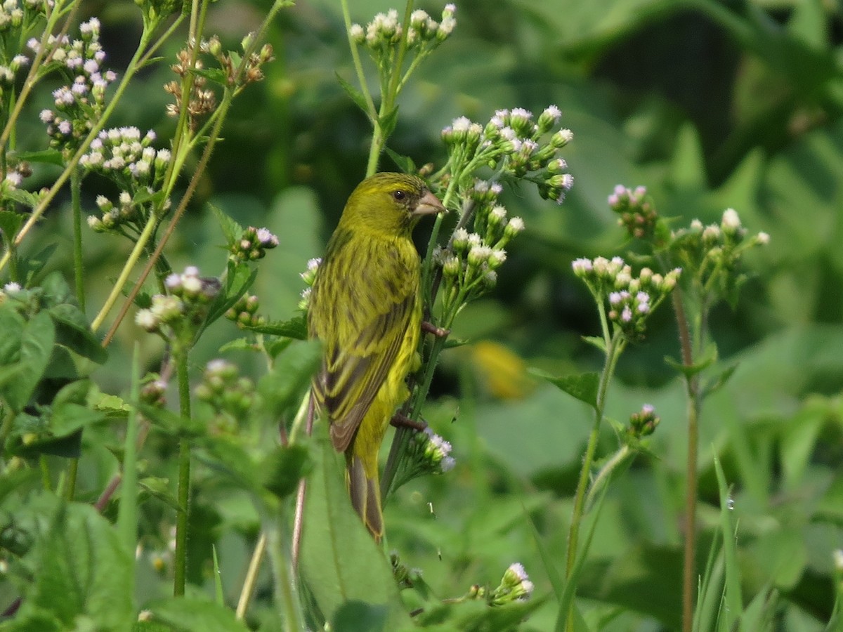 Papyrus Canary - Rupert Quinnell