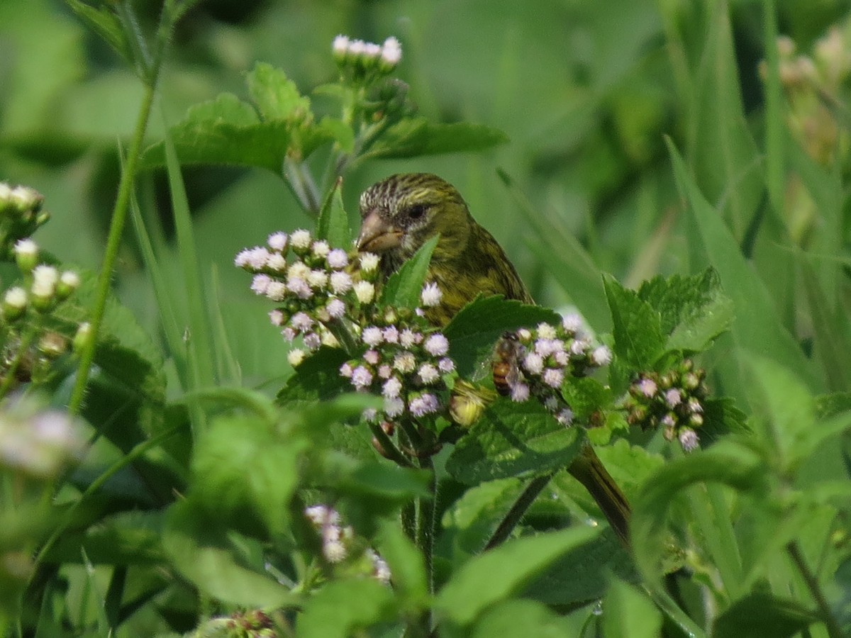 Papyrus Canary - ML177202021