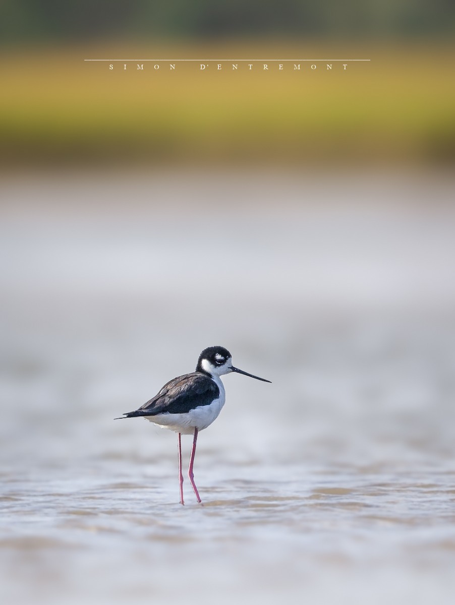 Black-necked Stilt - ML177204501