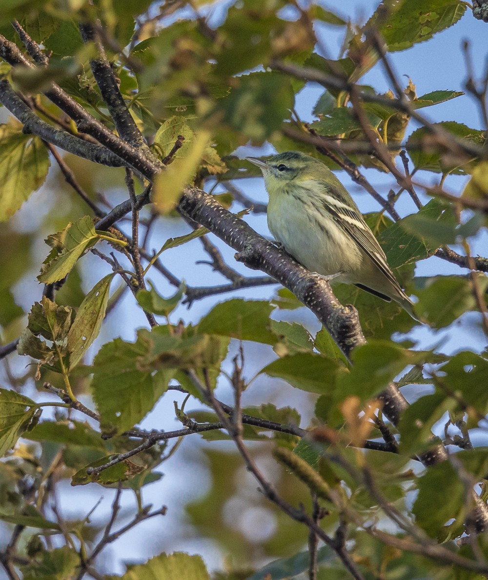 Cerulean Warbler - ML177204641