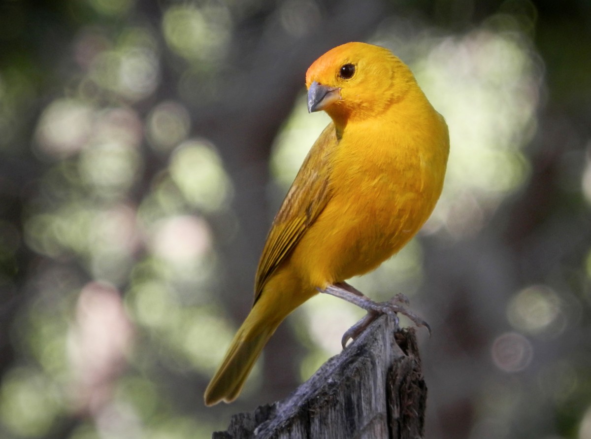 Saffron Finch - ML177204871