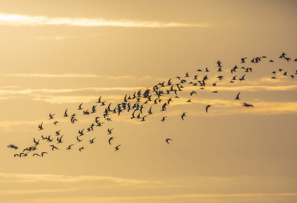 Black Skimmer - ML177204901