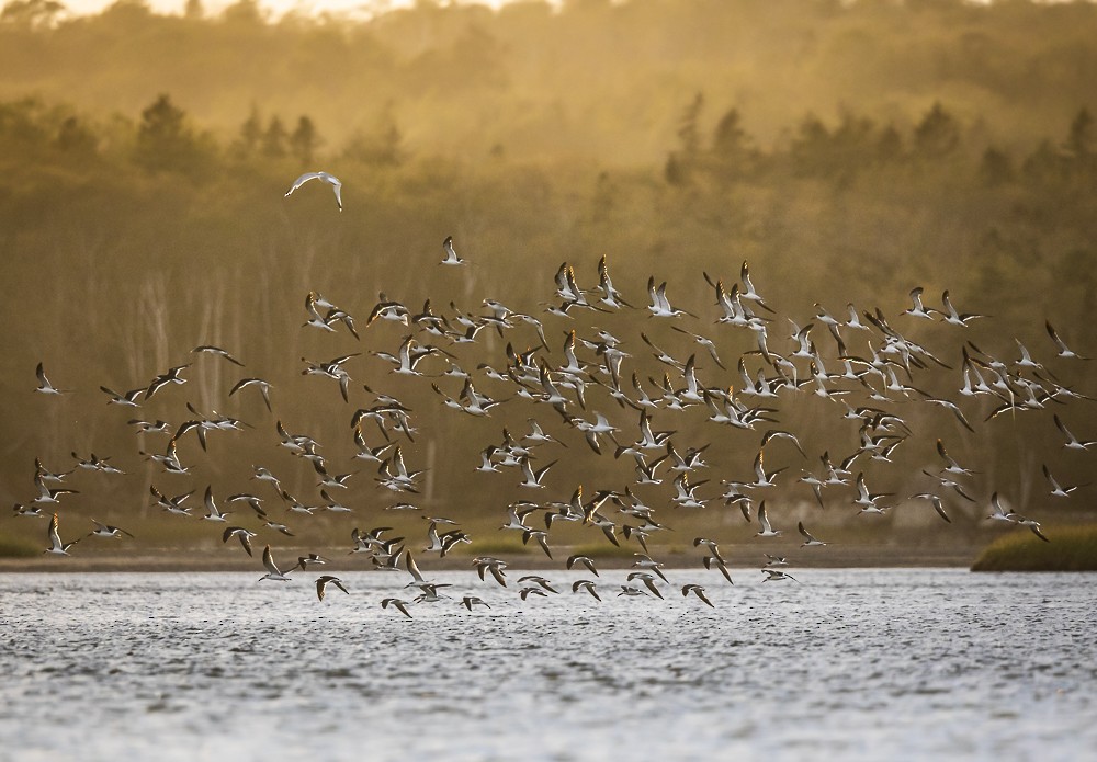 Black Skimmer - ML177204911