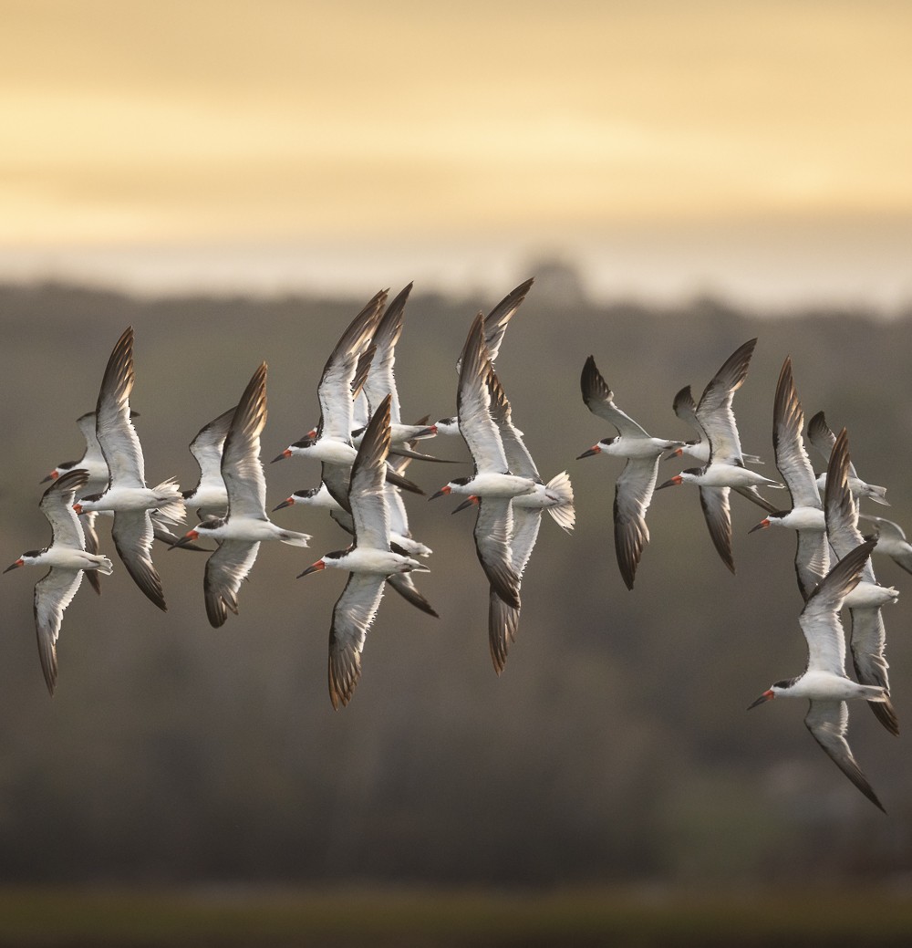 Black Skimmer - ML177204921
